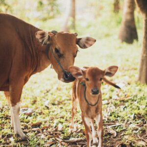 Cow And Calf