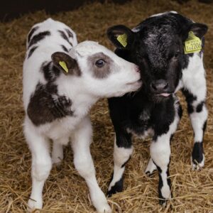 Baby Cows on Hay